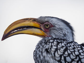 Close-up portrait of hornbill bird against white background, botswana, africa