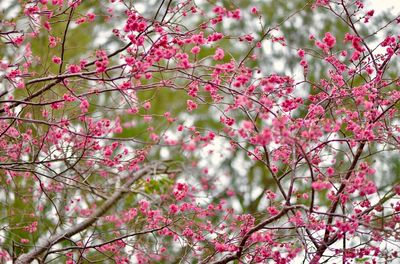 Low angle view of pink flowers on tree