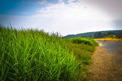 Scenic view of field against sky