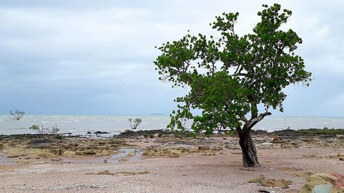 Tree on beach against sky