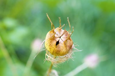 Close-up of nigella pod