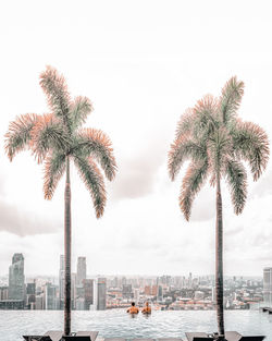 Palm trees and buildings against sky