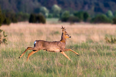 Side view of horse running on field