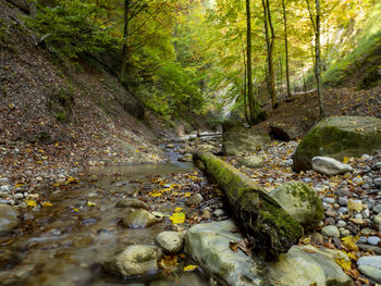 Stream flowing through rocks in forest