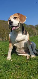 Dog relaxing on field