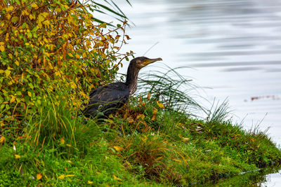 Bird on a lake