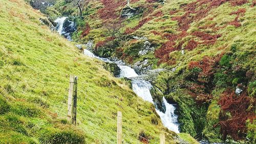 Scenic view of forest