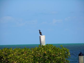 Bird perching on tree by sea against clear sky