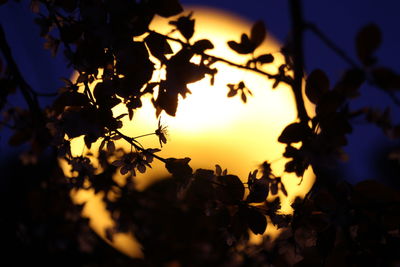 Close-up of silhouette tree against sky during sunset