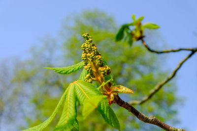 Close-up of insect on plant