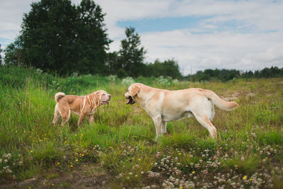 View of dogs on grassy field