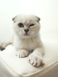 Close-up portrait of cute cat lying on bed