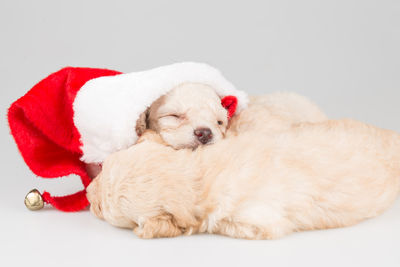 Two dogs on a white background