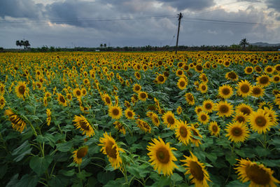 sunflower