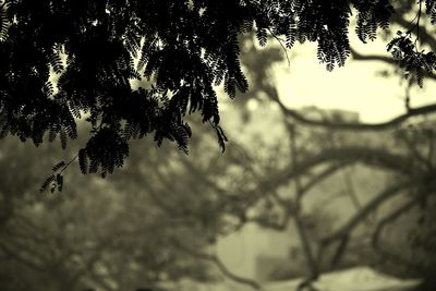 Close-up of tree against sky