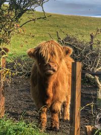 View of a horse on field