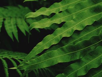 Close-up of grean leaves plant