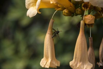 Close-up of insect on flower