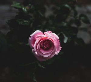 Close-up of pink rose