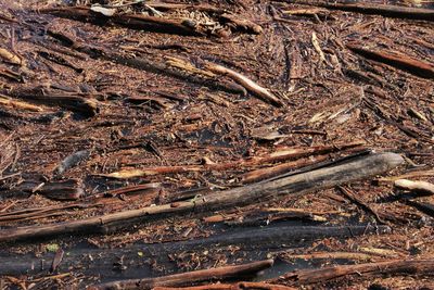 High angle view of log on field