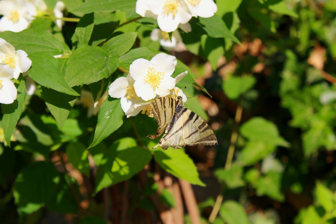 insect, animals in the wild, animal themes, wildlife, one animal, close-up, growth, flower, fragility, freshness, nature, butterfly, pollination, beauty in nature, focus on foreground, plant, springtime, perching, day, zoology, animal wing, outdoors, green, no people, flower head, in bloom, blossom, symbiotic relationship, petal