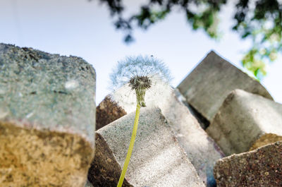 Close-up of cat on plant against sky