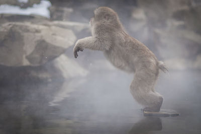 Side view of a monkey in a lake