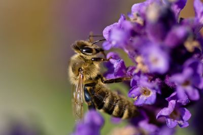 Close-up of honey bee pollinating on lavender flowers