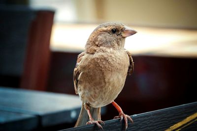 Close-up of bird perching outdoors