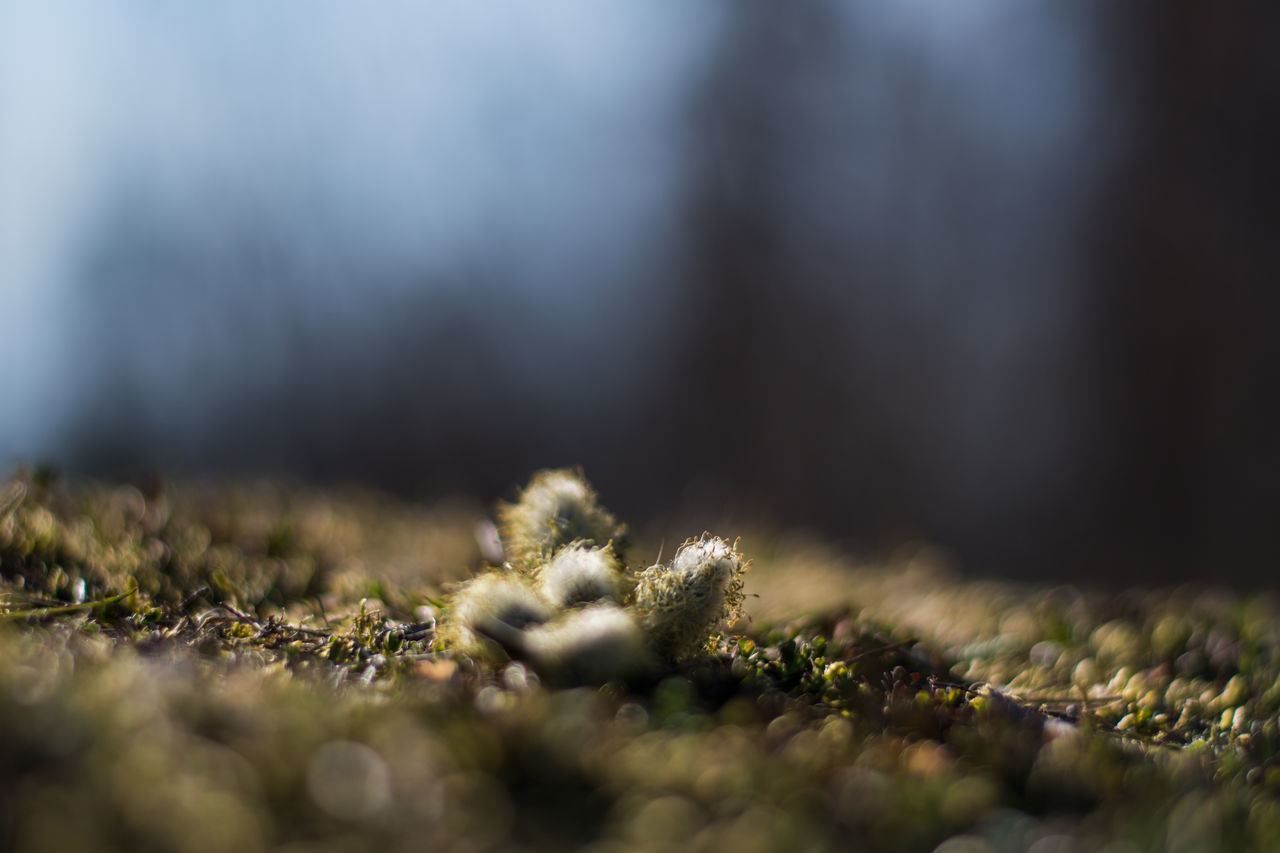 SURFACE LEVEL OF LICHEN ON MOSS
