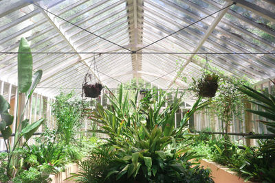 Plants growing in greenhouse