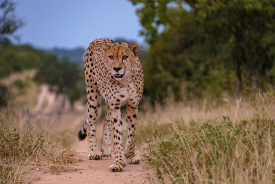 Cheetah walking on field