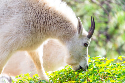 Close-up of goat grazing