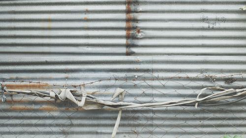Close-up of crab on floor
