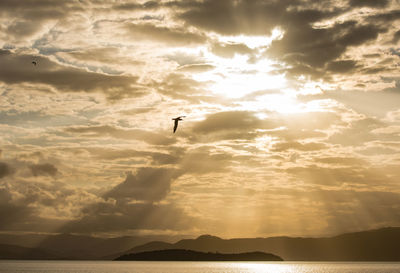 Silhouette birds flying in sky during sunset