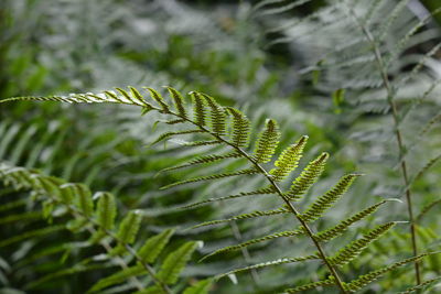 Close-up of fern leaves