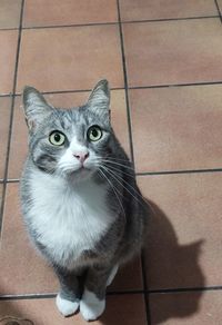 Portrait of cat sitting on floor