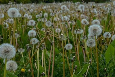 Close-up of flowers growing in field