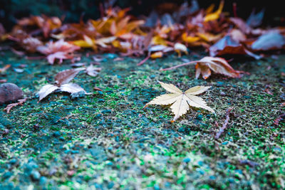 Close-up of dry leaves on field