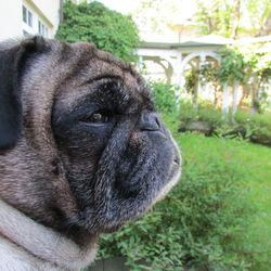 Close-up portrait of a dog