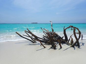 Driftwood on beach against sky