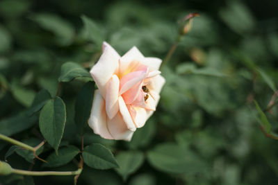 Close-up of flower on plant