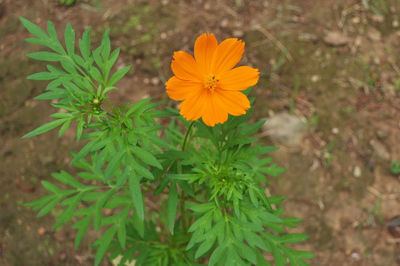 Close-up of yellow flower