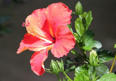 Close-up of water drops on pink flower