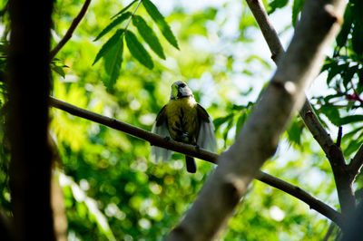 Low angle view of bluetit perching on tree