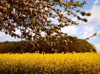 View of yellow flowers growing in field