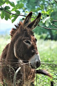 Close-up of a horse