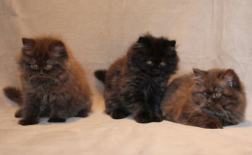 Kittens relaxing on sofa at home