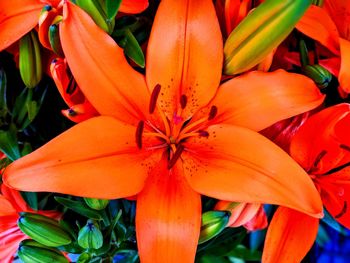 Close-up of red lily