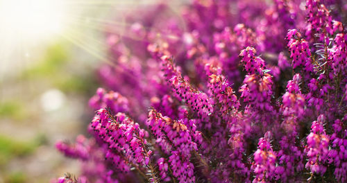 Close-up of pink flowering plants on field